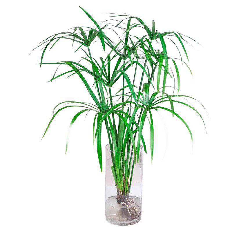 Hydroponic Lucky Bamboo and Aquatic Grass for Fish Tanks and Ponds