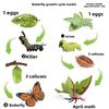 Marine Butterfly Animal Growth Stages Model Set For Classroom Science Activities