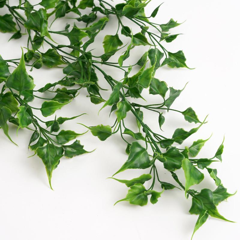 Plant Nepalensis Hedera Hanging Vines For Home Office Decor And Gift Idea