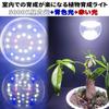 E17 Plant Grow Light, New LED Full Spectrum LED Plant Light, E17 Base, Standard Bulb, Indoor Plant Grow Light, E17 LED Bulbs, Pack of 2