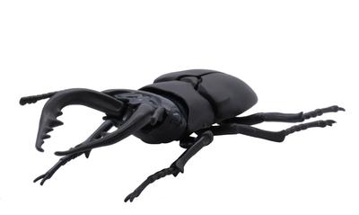 Fujimi Model Free Research Series 22 Living Creatures Edition Stag Beetle Plastic Model Free Research 22 22 Stag Beetle Free No. (2 Beetles) Non-Scale