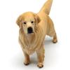 Realistic Golden Retriever Model Large Lifelike Dog Statue Pet Decor Educational Toy Birthday Gift