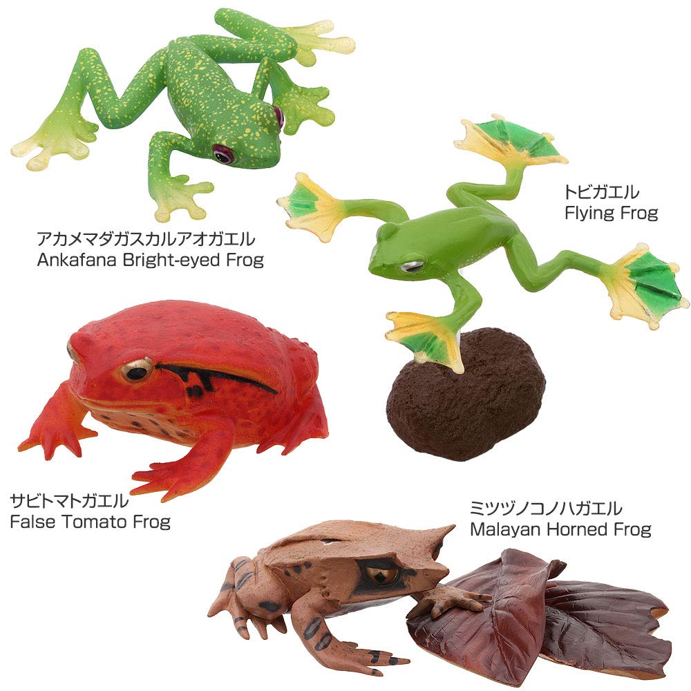 Calorata Frog 3D Encyclopedia Frogs with Realistic Figures Birthday Gift Sanitation Law Figure Box Christmas Gift (16 Instructions) (Educational Toys)