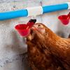 20 Pcs Horizontal Chicken Nipples Automatic Poultry Nipples Horizontal Automatic Poultry Drinker Accessories Suitable for