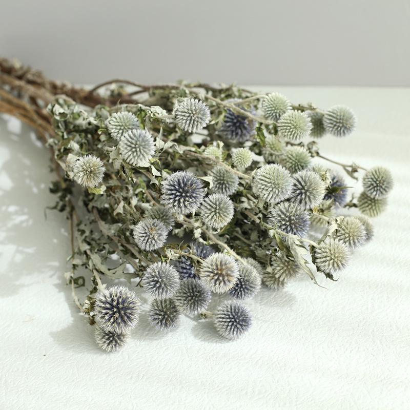 Blue Planet Dried Blue Thistle Flower Bouquet for Wedding, Arrangement, Home or Living Room Decor