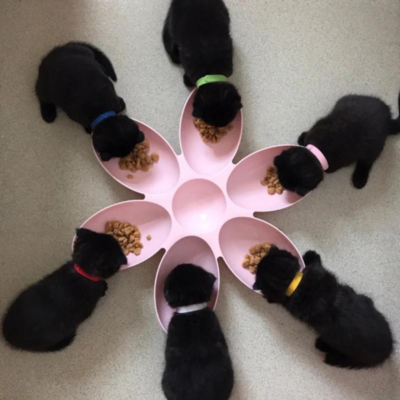 Creative Dining Utensils Petal Multi grid Bowl Plastic Suitable for Families with Multiple Pets to Prevent Pets from Snatching