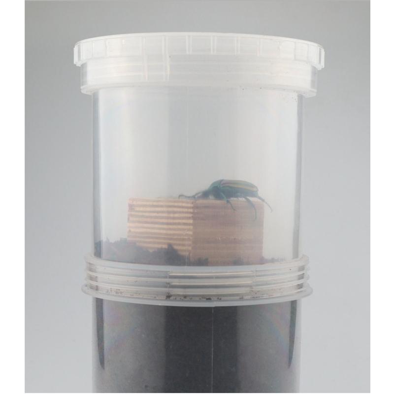 Scatola per Allevamento di Scarabei e Scarabei Rinoceronte Terrario Trasparente per Insetti con Coperchio Ventilato per Larve e Animali Domestici Striscianti
