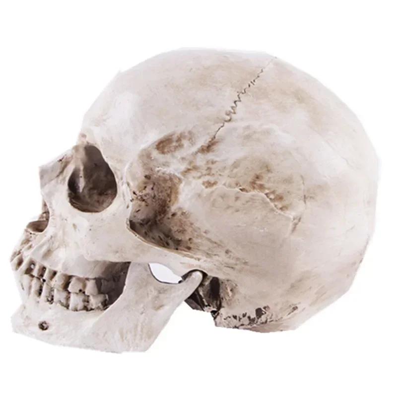 1:1 Skull Statue Sculpture Halloween Decoration Resin Skull Skeleton Crafts for Painting Medical Props Bar Counter Home Decor