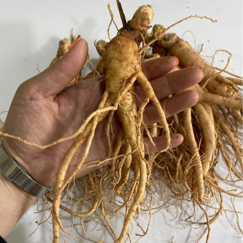 Ginseng Frischer Ginseng Geumsan Großhandel Ilbeongji Frühlingszwiebel Wildbalsam 500g 1 Einheit
