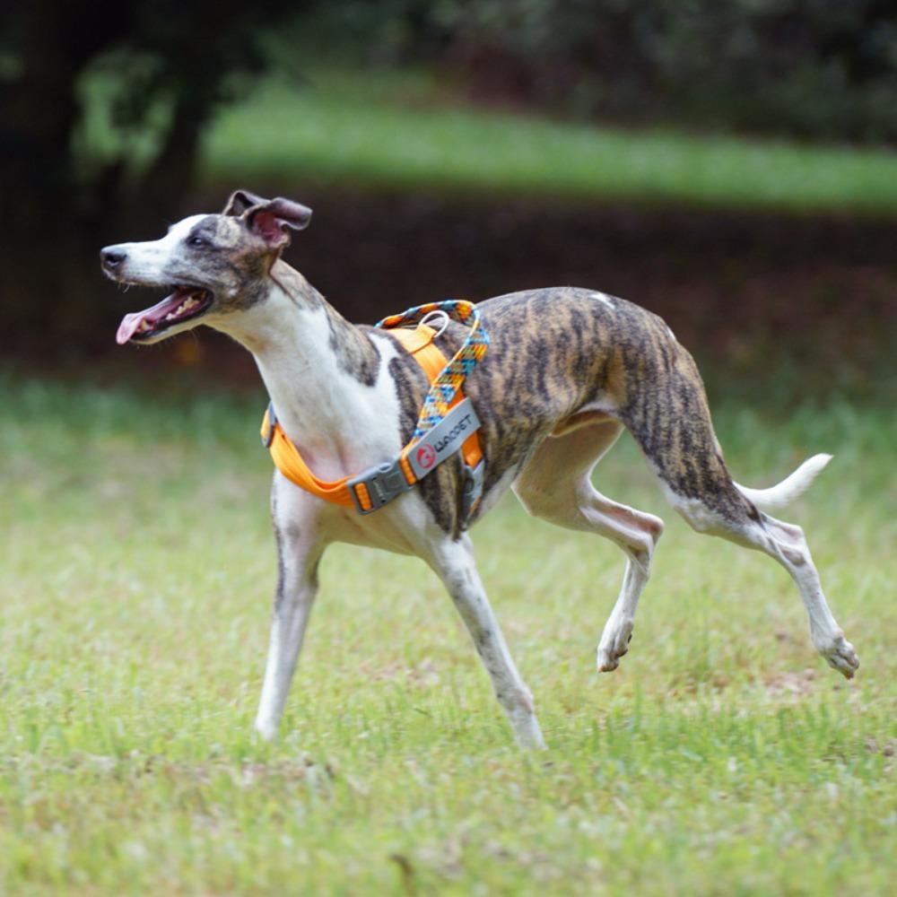 

Светоотражающий жилет для собак, регулируемые ошейники для тренировок на открытом воздухе, маленькая, средняя, ​​большая собака