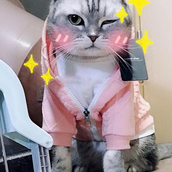 Elegante engrosado Cachorro Gatos Sudadera con capucha Ropa color brillante  Mano de obra fina Mascota comprar a buen precio — entrega gratuita, reseñas  reales con fotos — Joom