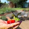 6Pcs Hummingbird Hand Feeder Handheld Hummingbird Feeders With 4 Brushes