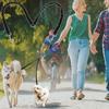 2-piece Multi-purpose Dog Collar, Harness, Leash