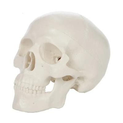Skull Cap Human Head Model Convenient Anatomical Head Skull Skull Model  Teaching Supplies