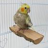 Premium Pole High Quality Parrot Apple Wooden Jumpboard Parrot Rest Platform Jumping Platform Grinding Claw Bird Standing Stick Standing