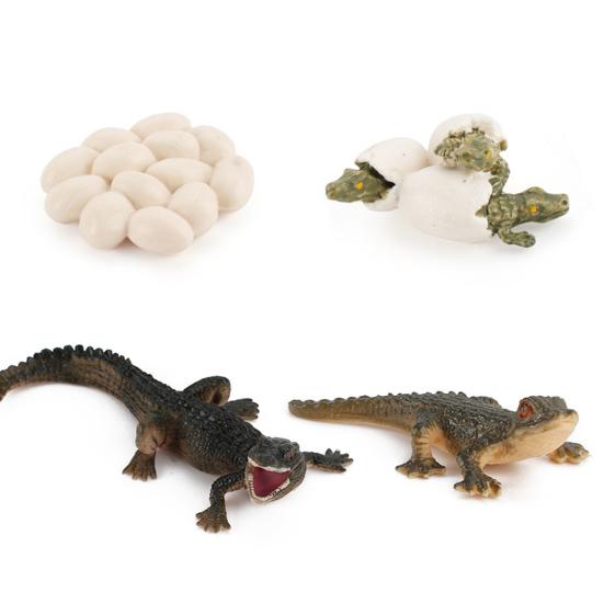 Model Toy Educational Design Early Simulation Plastic Animal Learning Growth Cycle Miniature