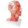 EVOTECH SCIENTIFIC Medical Education Model: Hemicephalic Superficial Nerve, Vascular, and Muscular Tissue Model - Anatomically Detailed Skull, Human H