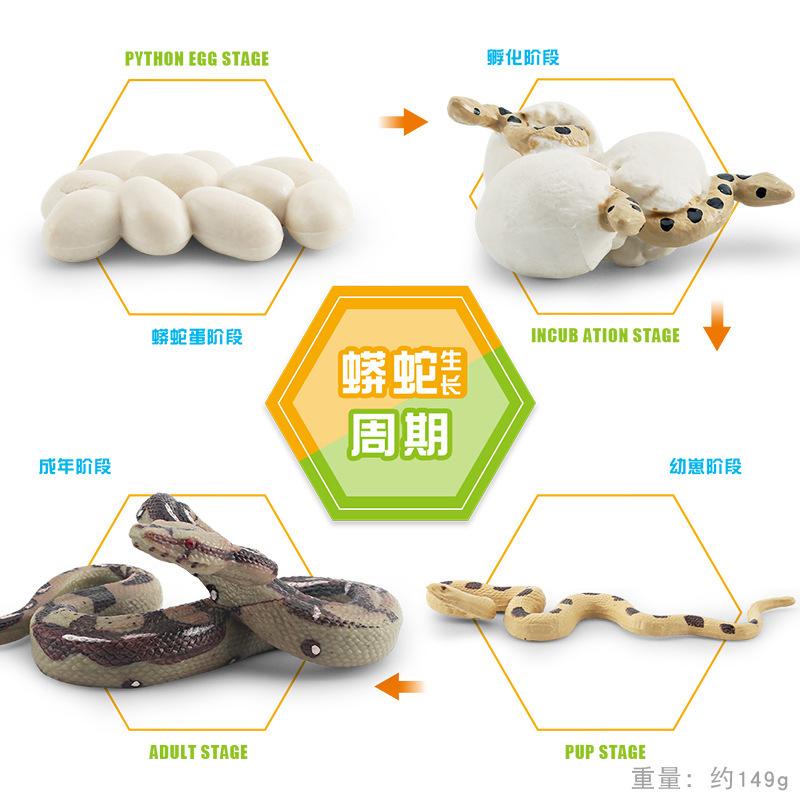 

Children S Simulation Forest Animal 4-Piece Set Python Growth Cycle Model Burmese Python Plum Blossom Python Static Ornament