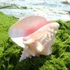 Natural Conch Sea Shell Large Conch Collector Wedding Decor Beach Theme Party Home Decor Beach Decorations