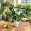 Rami con Limoni Artificiali Steli di Verde Finto con Frutti di Limone Realistici Piante di Limone Finte Realistiche per Decorazione Tavolo Cucina Casa Fiore