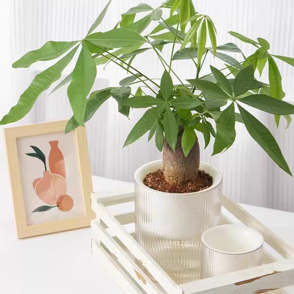 Transparent Hydroponic Planter Plastic Water Storage Flower Pot Durable Potted Flower Pot Garden