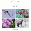 Sailor Fountain Pen Fountain Pen SHIKIORI Shikiori Sansui Fountain Pen Rengo Medium Fine 11-2051-304