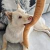 Pet Toy Soft Plush Dachshund Chew Toy Dogs Relieves Anxiety Barking Supports Teeth Cleaning Oral Care Bendable Pet Chew
