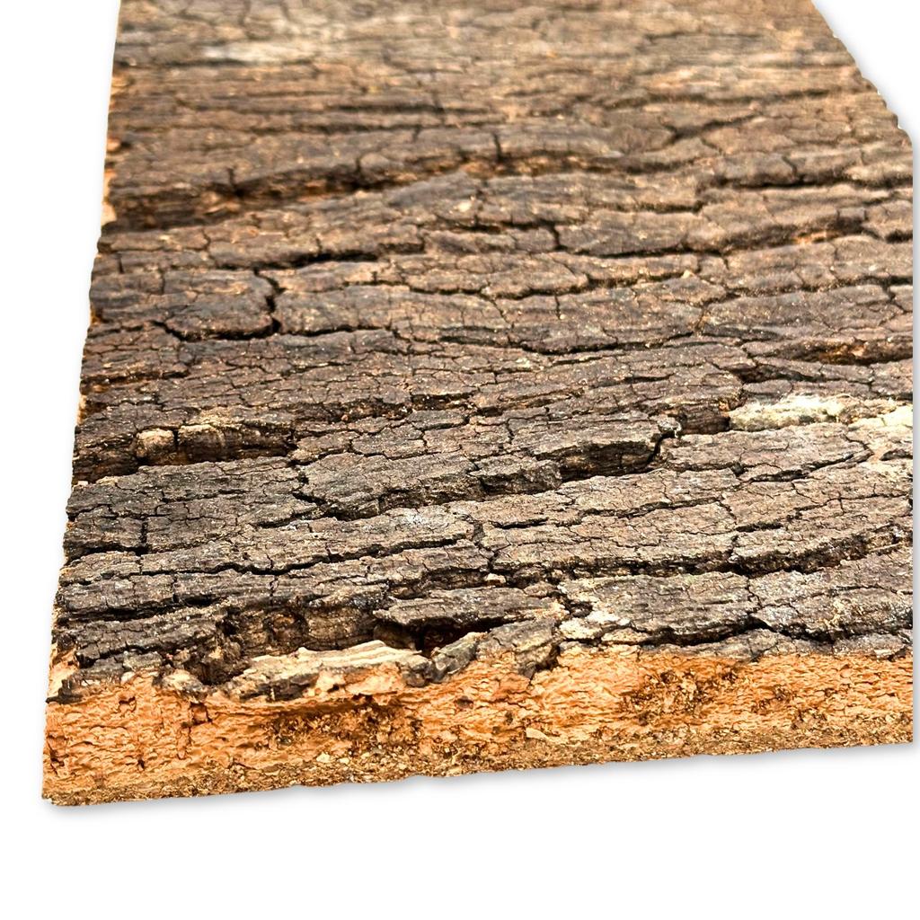 BioVirgin Cork Background Dark 30x20cm Cork Background for Terrariums
