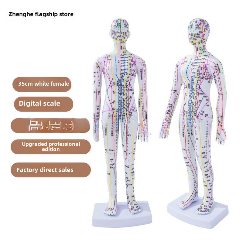 

35см Міні Меридіанна Акупунктурна Модель - Традиційна Китайська Медицина