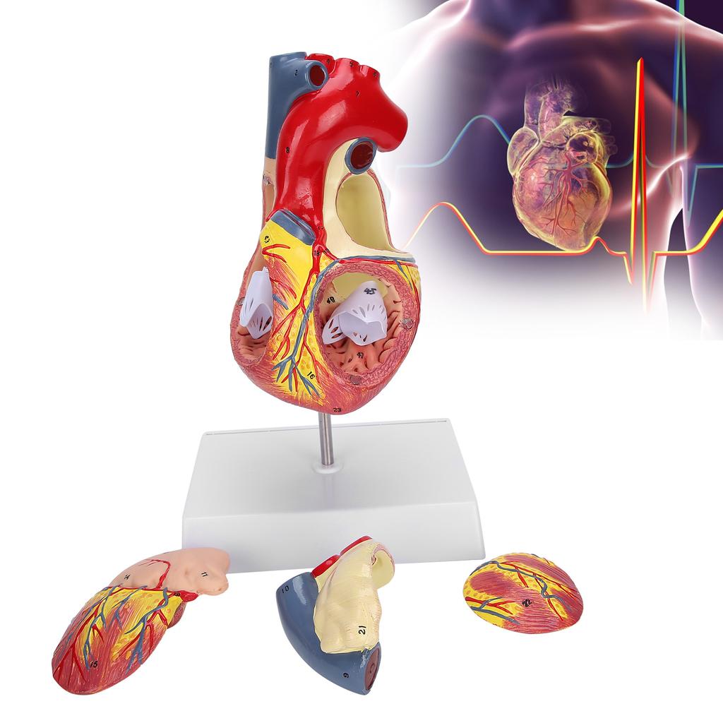 2X Life Size Heart Model Human Heart Teaching Model Simulation Heart Organ Model