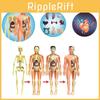 Educational Kid's Toy Model For Learning Human Anatomy