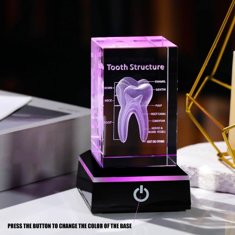 3D Lasers Etched Crystal Human Organs Model Anatomical Heart/Teeth Figurines Glass Paperweight with LED Base Doctor