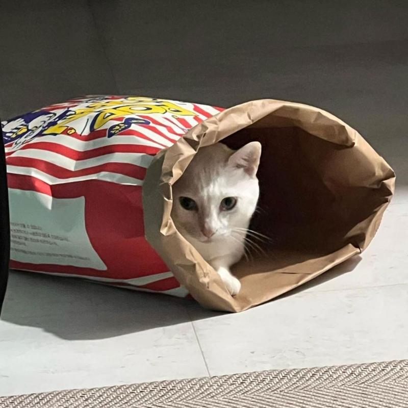 PopcornBag Cat Tent Toy PlayTunnel Tent House Dogs Kraft Paper Bag Hideaway Tunner Boredom Pet Indoor Entertainment Toy