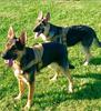 Tactical Dog Collar & Leash Set: Medium-Large Training Harness
