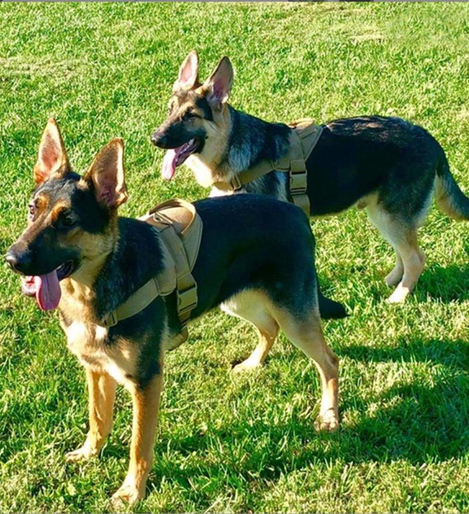 Tactical Dog Collar & Leash Set: Medium-Large Training Harness