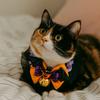 Dog Accessories Adjustable Halloween Cat Collar Soft Lace Puppy Bat Bow Tie with Bell Dog Pumpkin Bow Collar Festive