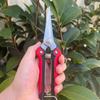 Fruit Tree Scissors Pruning Stainless Steel Pointed Fruit Picking Scissors Pruning Scissors Fruit Branch Vegetable and Fruit Scissors Floral Scissors