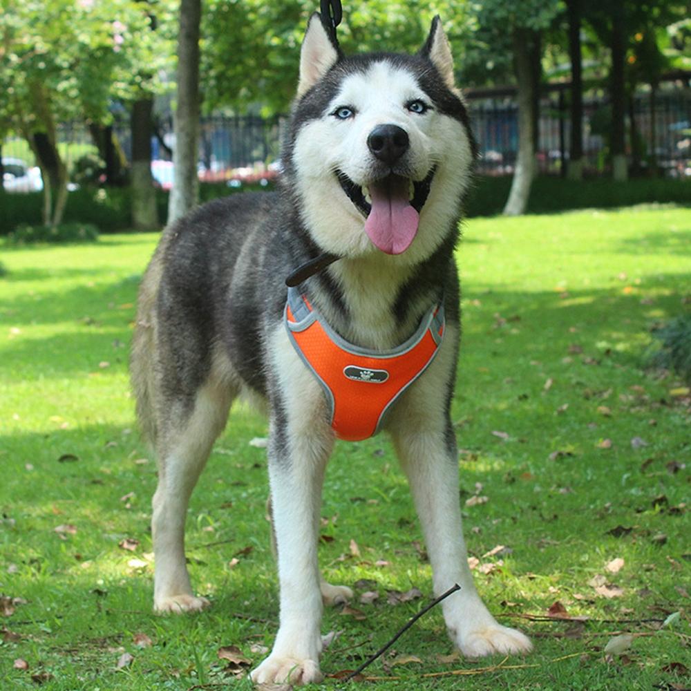 Astro Orange Dog Training Harness, Size Xl
