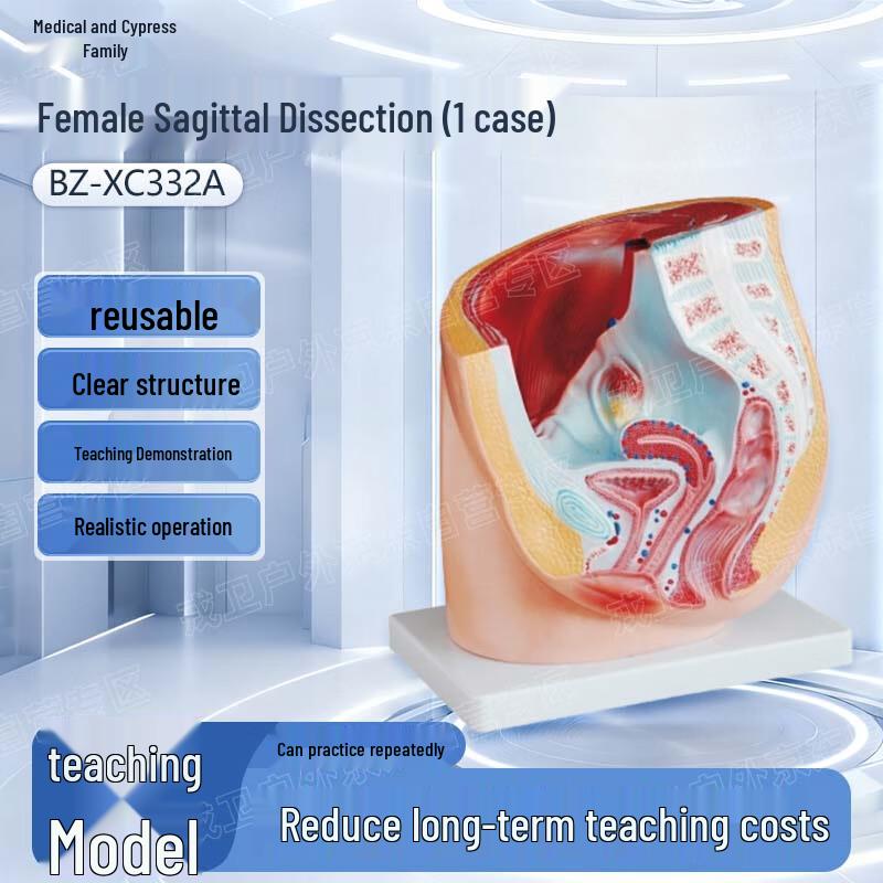 Female Sagittal Anatomy Model