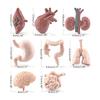 Modelli di Organi del Corpo Umano 3D 8 Pezzi Ausili Didattici per Bambini Scuola di Medicina Busto Umano Classe Educativa Materiale Didattico