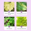Grape Specific Fruit Tree Organic Flower Fertilizer Pot Plants To Supplement Phosphorus And Compound Particle Fertilizer
