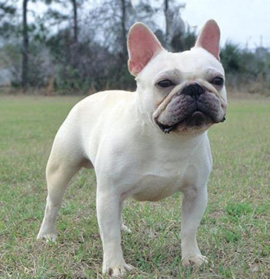 French Bulldog Genuine Leather Dog Banka Craft Leather Story in Keychain, (Handmade Japan)