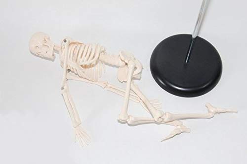 ShopXJ Human Skeleton Model, Full Body Specimen, Structure Model, Medical Institution, Educational Material, Total Length 45cm (Human Anatomy Model)