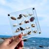 16-Grid Transparent Seashell Storage Box: Magnetic Acrylic Display for Jewelry and Beach Stone Specimens