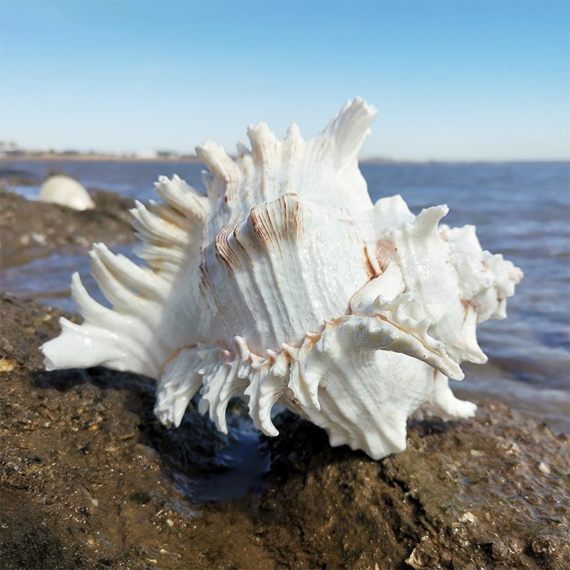 Large Conch Seashell Ornament for Wall Decor, Aquarium Aquascaping, and Sea Sound Collection