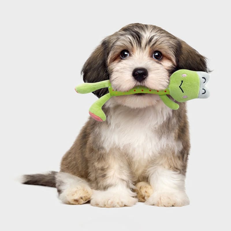 [Animal de compagnie] Adorable animal en peluche