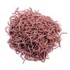 Wide Application Earthworm Fishing Bait Red Worm Lures Crankbaits Tackle Hooks