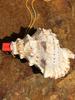 Street Stall Conch Shell Whistles & Toys: Creative Souvenirs