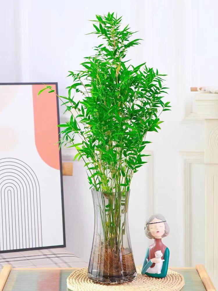 Compact Hydroponic Bamboo Rice Pot for Indoor/Outdoor Landscaping: Fiddle Leaf Bamboo Seedlings, Ornamental Courtyard Bonsai Plant.