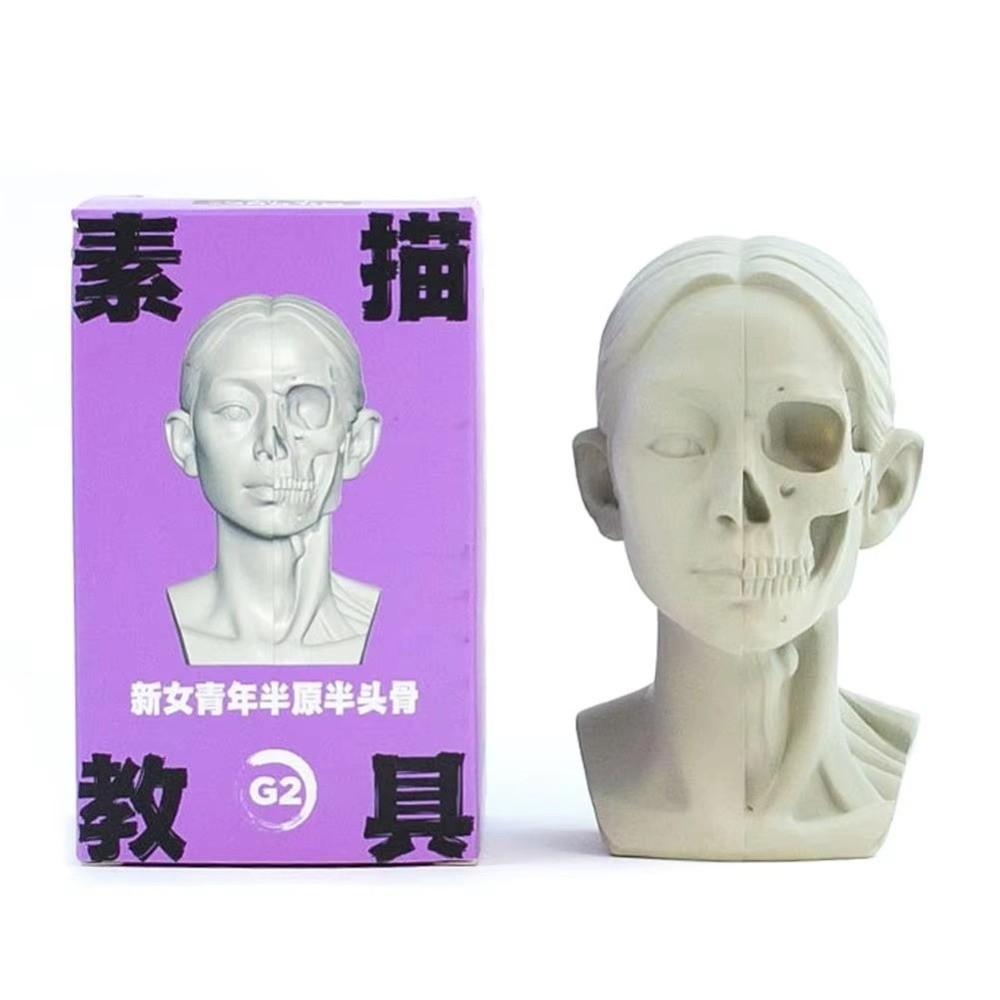 Still Life Ornament Planar Head Model Resin Skecthing Painting Sculpture  for Art Beginner